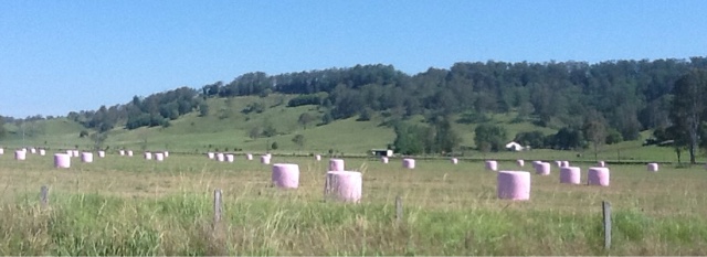 Went for a drive … Found more ‘pink marshmallows’
